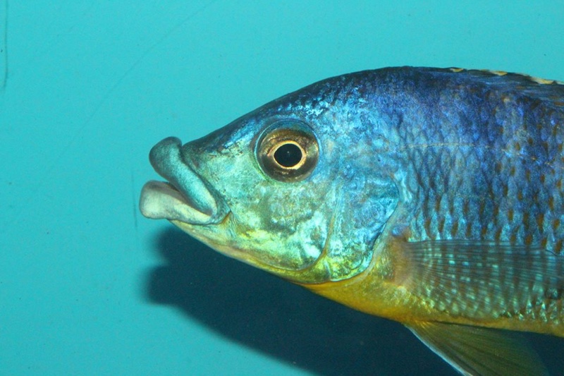 Protomelas ornatus 'Masinje'